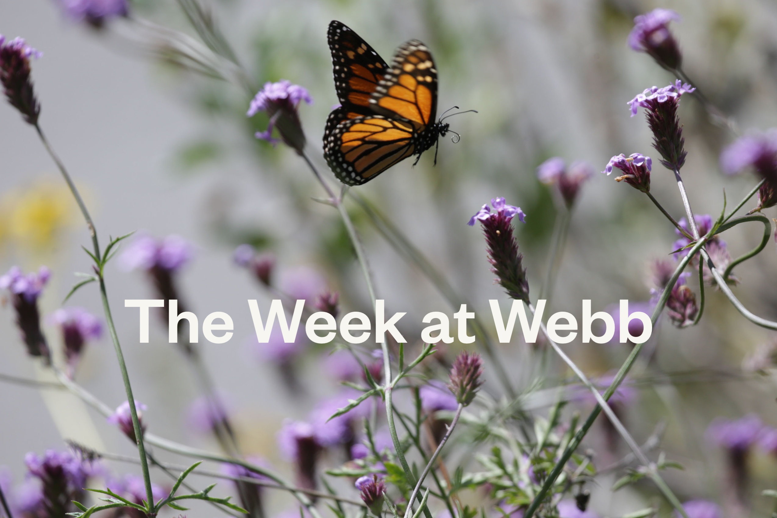 Title slide of The Week at Webb with a butterfly and De la Mina verbena flower blooms