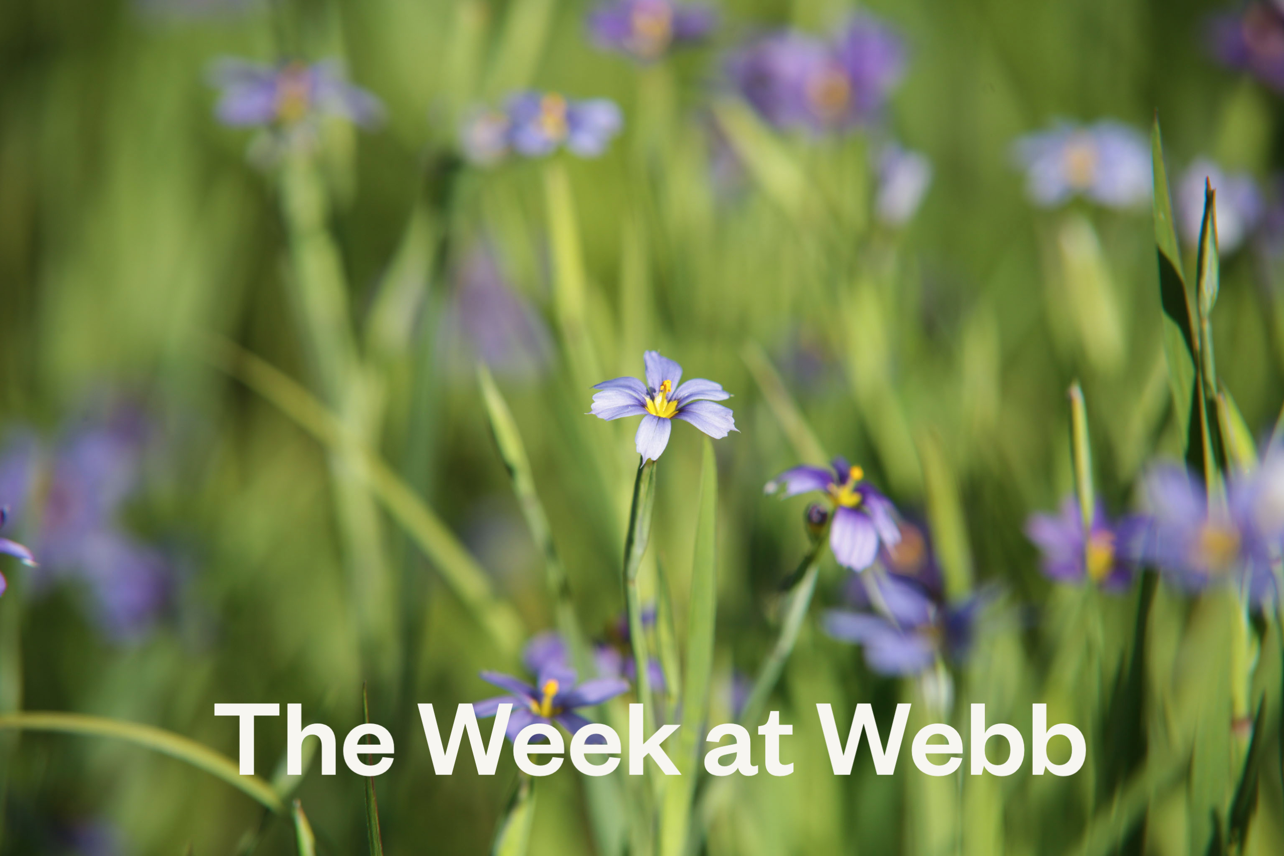 The Week at Webb title slide features blue eyed grass in bloom